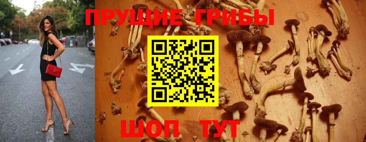 Псилоцибиновые грибы Psilocybe  Вход с VPN  Воткинск 